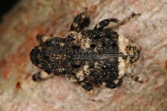 Cryptorhynchus lapathi