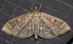 Herpetogramma aeglealis