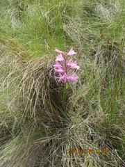 Disa pulchra