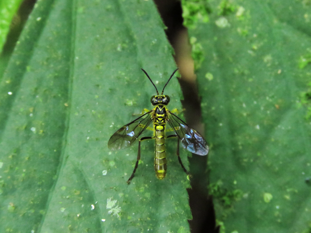 Tenthredo horishana