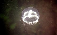 Ptychogena lactea
