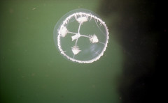 Ptychogena lactea