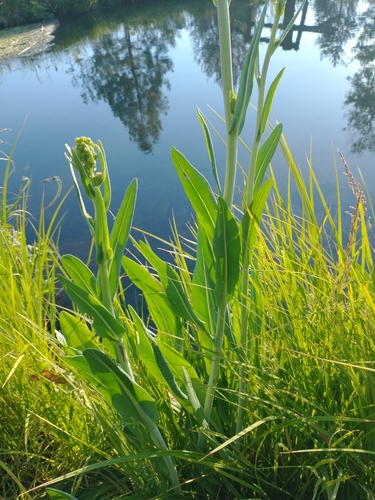 Image of Senecio hydrophilus by no rights reserved