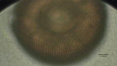 Arcella hemisphaerica