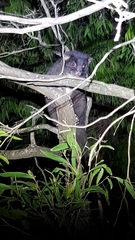 Pseudocheirus occidentalis