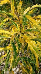 Phyllanthus emblica