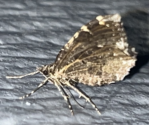 Guenée's Carpet Moth photo 2