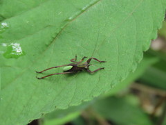 Ruidocollaris truncatolobata