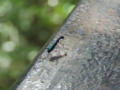 Neocollyris