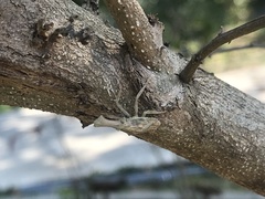 Pyrops watanabei