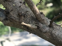 Pyrops watanabei