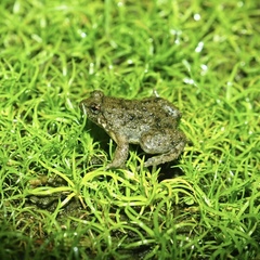 Occidozyga martensii