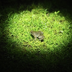 Occidozyga martensii