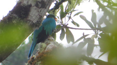 Pharomachrus auriceps