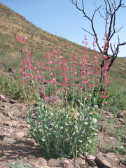 Penstemon wrightii