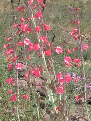 Penstemon wrightii