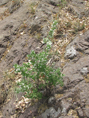 Philadelphus serpyllifolius