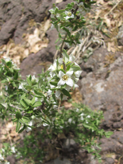 Philadelphus serpyllifolius