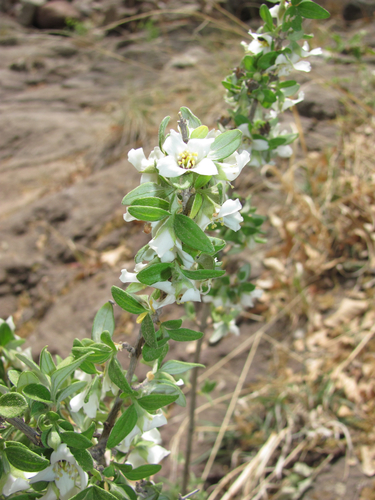 thymeleaf mock orange (Philadelphus serpyllifolius)