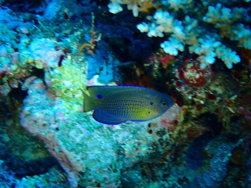 Ocellate Damselfish