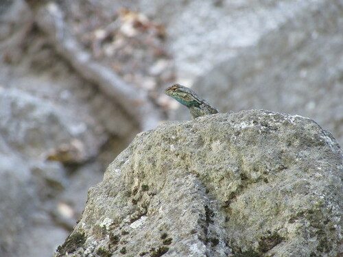 iNaturalist observation photo of Western Fence Lizard