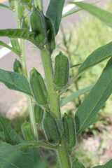 Sesamum indicum