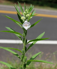 Sesamum indicum