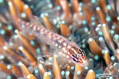 Red Sea Dwarfgoby photo 4