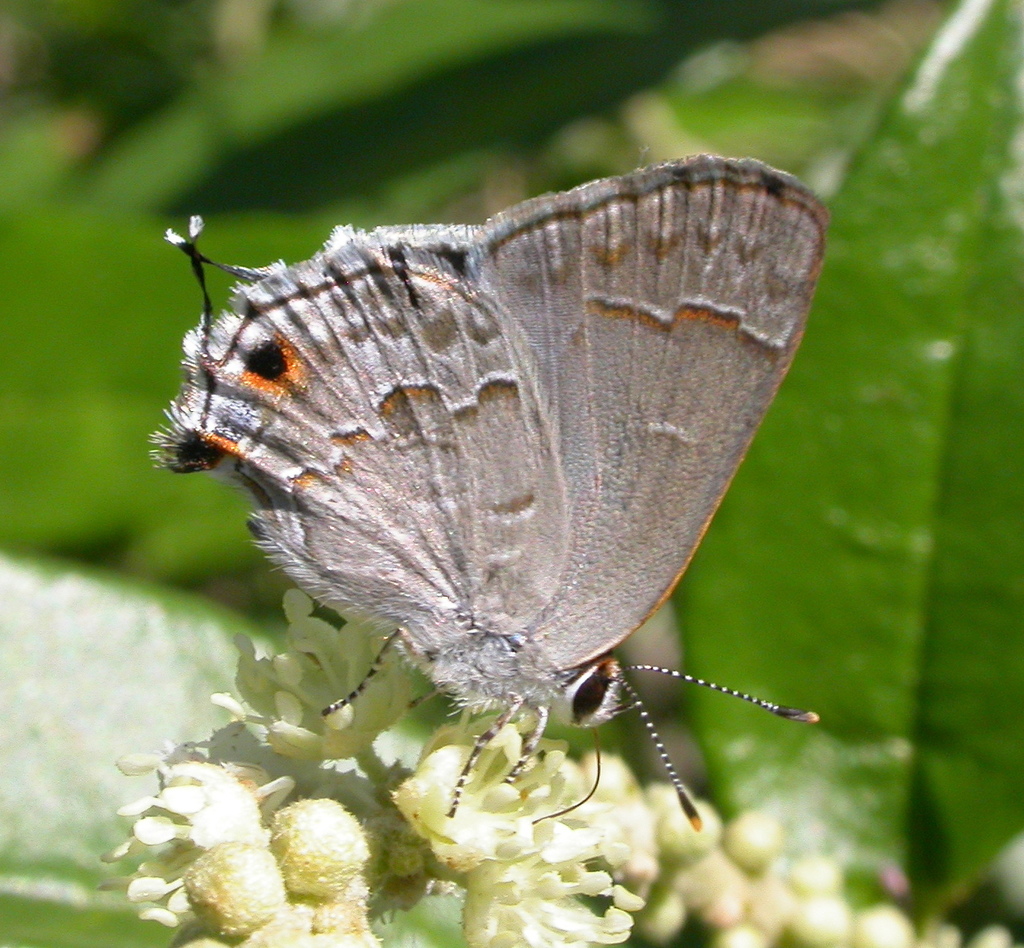 Lacey's Scrub-Hairstreak