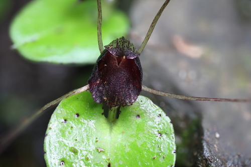 Image of Corybas iridescens by (c) Hayden Jones, some rights reserved (CC BY)