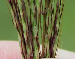 Bothriochloa pertusa