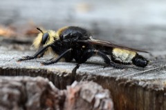 Laphria gibbosa
