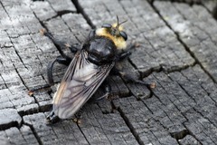 Laphria gibbosa