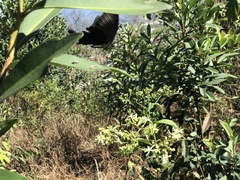 Papilio hermosanus