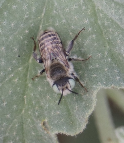 Lithurgus tibialis