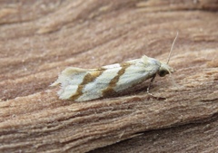 Aethes mauritanica