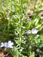 Veronica orsiniana