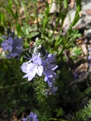 Veronica orsiniana
