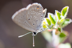 Eicochrysops messapus messapus