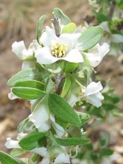 Philadelphus serpyllifolius
