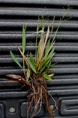 Dichanthelium nudicaule