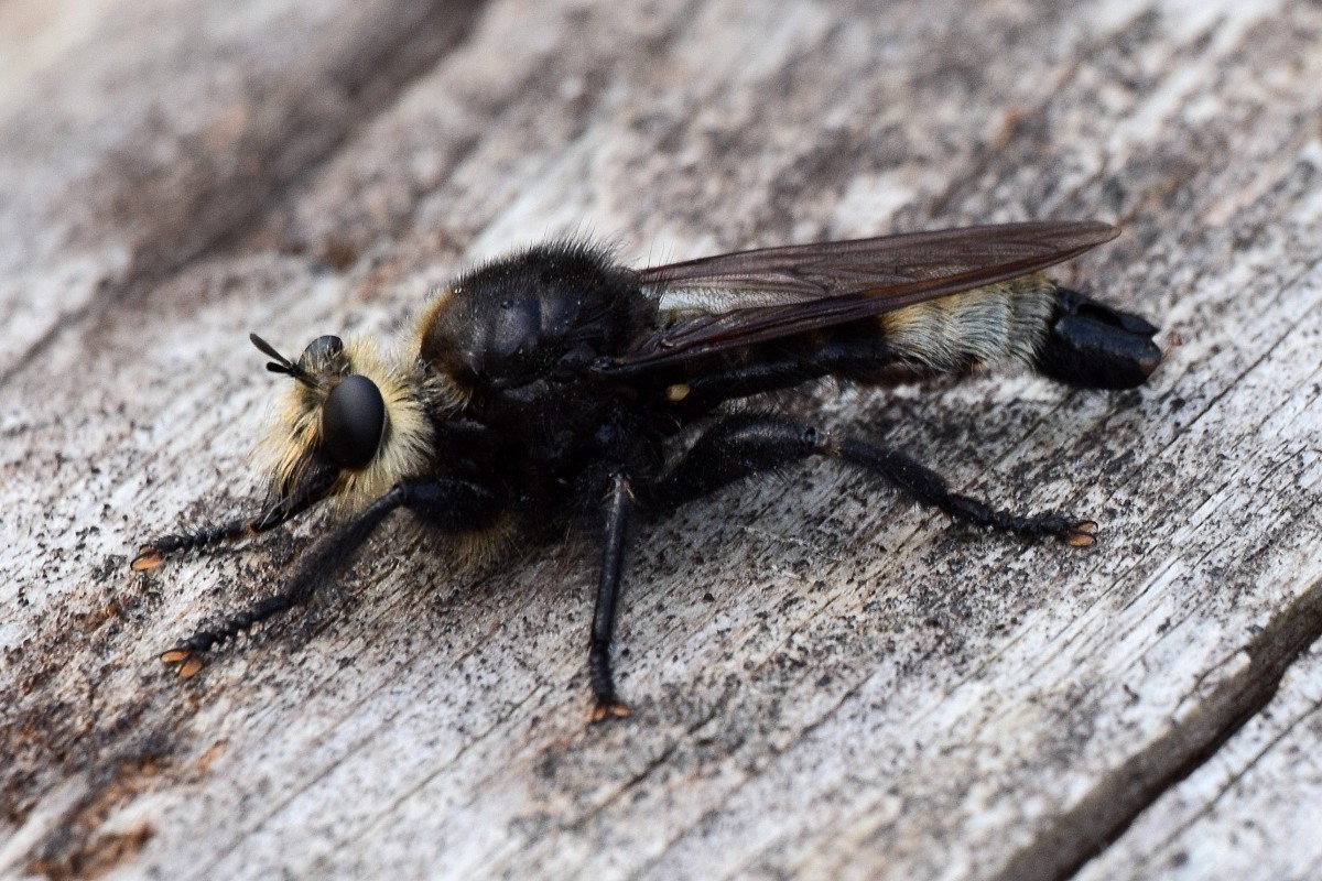 Laphria gibbosa · iNaturalist