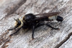 Laphria gibbosa