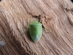 Acrosternum millierei