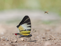 Graphium stratiotes