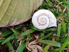 Aperostoma