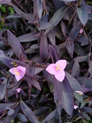 Tradescantia pallida