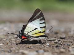 Graphium stratiotes