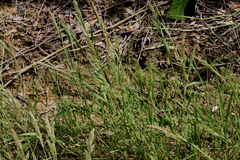 Polypogon interruptus