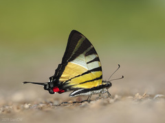 Graphium stratiotes